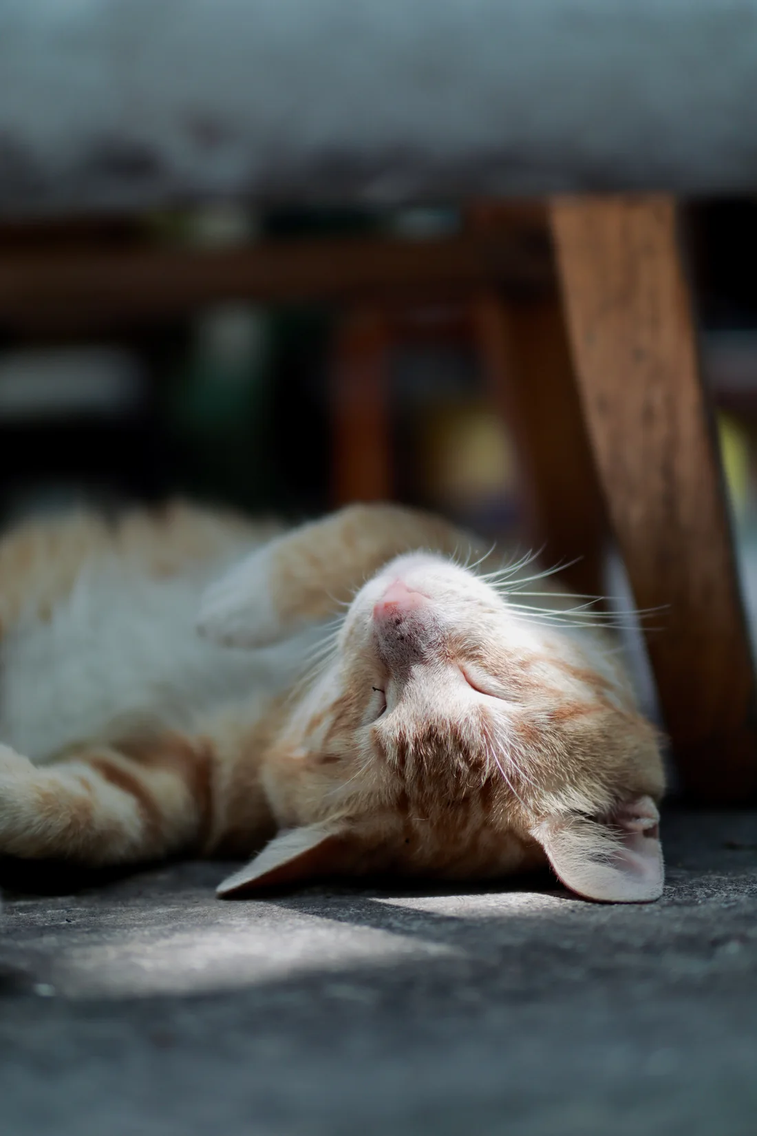 阳光下睡觉的橘猫